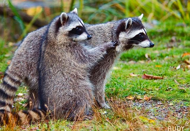 oh my god twitter doesn’t include alt text from images in their API