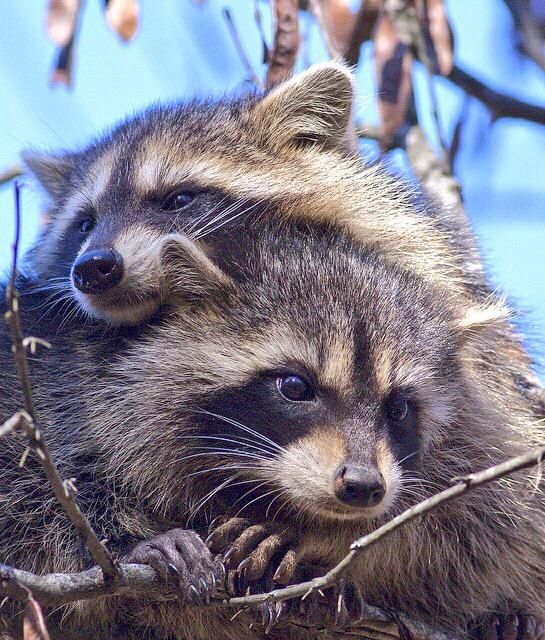 oh my god twitter doesn’t include alt text from images in their API