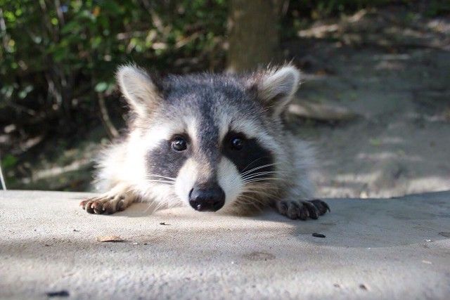 oh my god twitter doesn’t include alt text from images in their API